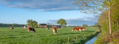 Kırmızı ve beyaz benekli inekler yeşil çimenli ilkbahar çayırında hendeğin kenarında sabahın erken saatlerinde, arka planda çiftliği olan sıcak güneş ışığında.