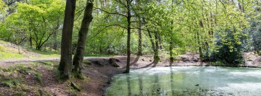 Hollanda 'nın utrecht yakınlarındaki güneşli ormanda taze bahar yaprakları ve ördek otuyla dolu bir gölet.