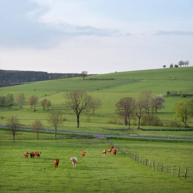 Kırsal alanda inekler yeşil çayırlarda ve ağaçlar günbatımında Alman sauerland 'inde baharda