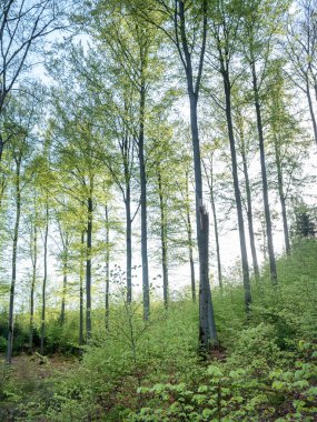 Mavi gökyüzü ve taze bahar yaprakları Alman ormanlarındaki kayın ağaçlarında
