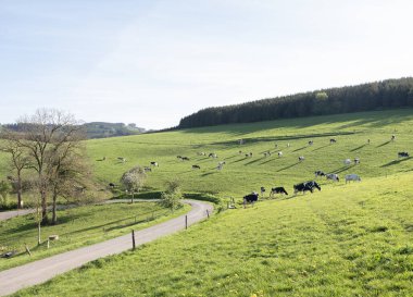 Baharda Alman sauerland 'ında siyah beyaz benekli inekler ve gölgelerle aydınlatılmış yamaçlı çayır.