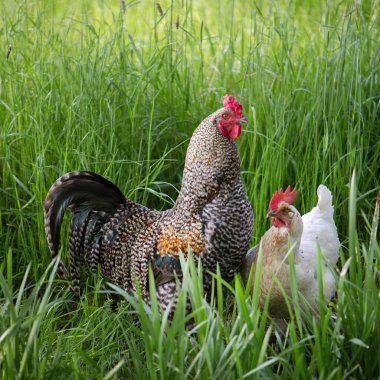 Güzel horoz ve çayırdaki uzun yeşil çayırda tavuk