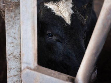Hollanda 'daki Hollanda' daki paslı çelik parmaklıkların arkasındaki siyah beyaz ineğin başı.