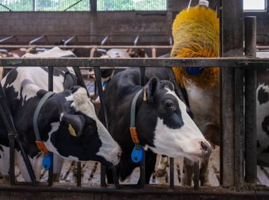 Hollanda 'daki Hollanda çiftliğindeki ahırda siyah ve beyaz Holden inekleri tırmığa karşı fırça kullanırlar.