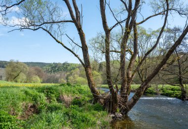 İlkbaharda, Alman Sauerland 'deki Winterberg yakınlarında, Meadow kırsalındaki küçük nehrin yanındaki ağaç.