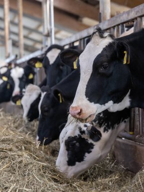 Hollanda 'daki Hollanda çiftliğinde benekli siyah beyaz inekleri olan büyük bir ahır.
