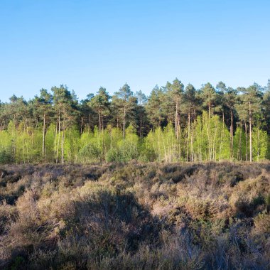 Leusden ve Amersfoort yakınlarında mavi gökyüzünün altında taze bahar yaprakları olan ladin ormanları ve huş ağaçları.