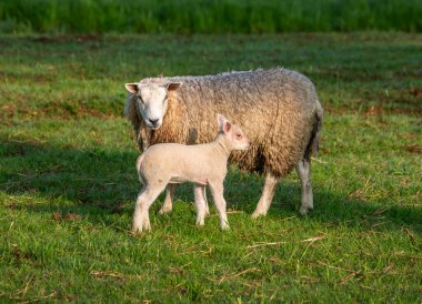 Koyun ve koyun, yeşil bahar çayırında, sabahın erken saatlerinde, sıcak güneş ışığında.