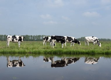 Mavi gökyüzünün altındaki yeşil çimenli çayırlarda, Dordrecht yakınlarındaki kanalın suyuna yansıyan beş siyah ve beyaz benekli buzağı.