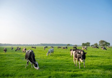 siyah ve beyaz benekli inekler yeşil çayırlarda mavi gökyüzünün altında gün doğumunda Hollanda 'da sıcak güneş ışığı altında