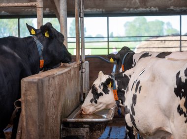 Hollanda 'daki Hollanda çiftliğinde benekli siyah beyaz inekleri olan büyük bir ahır.