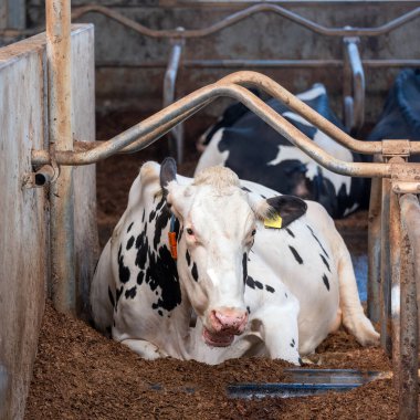 Hollanda 'daki Hollanda çiftliğinde benekli siyah beyaz inekleri olan büyük bir ahır.