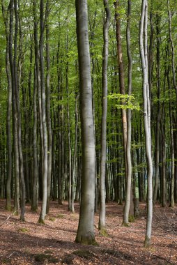 grey trunks and fresh spring leaves on beech trees in german forest