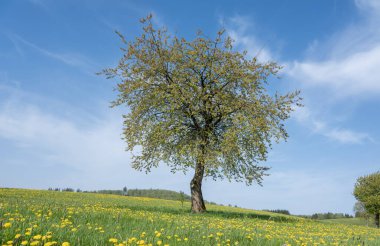 Alman sauerland 'inde yalnız ağaçla dolu sarı karahindiba dolu bahar çayırlarının üzerinde mavi gökyüzü.