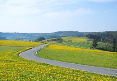 Alman sauerland 'inde, ağaçlar ve çiçek açan karahindiba tarlaları ile bahar kırsalında mavi gökyüzü.