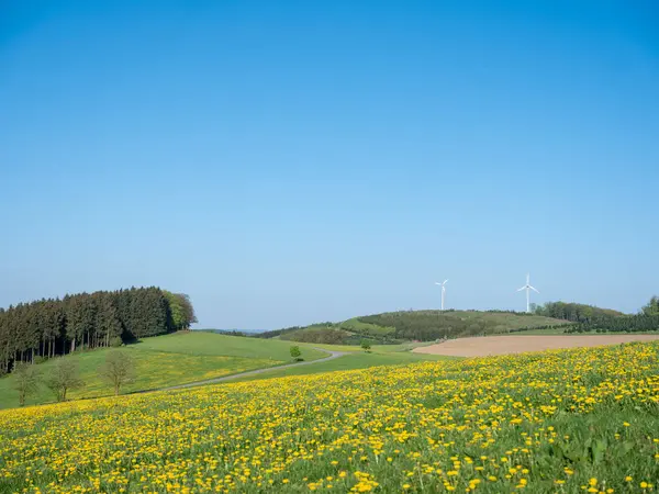 stock image blue sky over spring meadow full of yellow dandelions in german sauerland with lonely tree