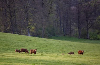 Alman sauerland ormanının yakınındaki yeşil çimenli çayırlarda kahverengi inekler ve buzağılar