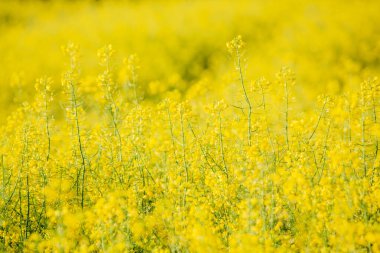 Tarım alanında kolza tohumu bitkileri kapanıyor