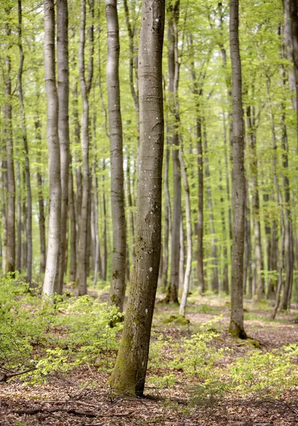 grey trunks and fresh spring leaves on beech trees in german forest