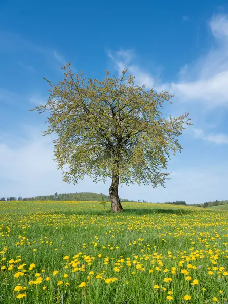stock image blue sky over spring meadow full of yellow dandelions in german sauerland with lonely tree