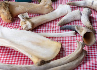 Ölü ineklerin kemikleri ve boynuzları masanın üstünde sergilenir.