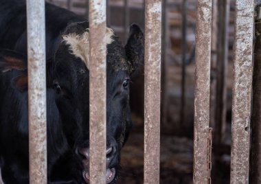 Hollanda 'daki Hollanda' daki paslı çelik parmaklıkların arkasındaki siyah beyaz ineğin başı.
