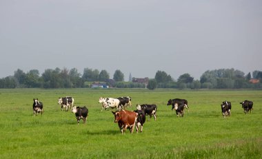 Benekli inekler Hollanda 'daki yeşil yaz çayırlarında koşuyorlar.