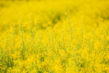 Tarım alanında kolza tohumu bitkileri kapanıyor