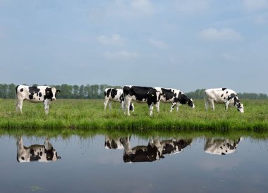 Mavi gökyüzünün altındaki yeşil çimenli çayırlarda, Dordrecht yakınlarındaki kanalın suyuna yansıyan beş siyah ve beyaz benekli buzağı.