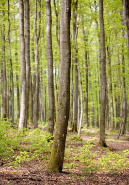 grey trunks and fresh spring leaves on beech trees in german forest