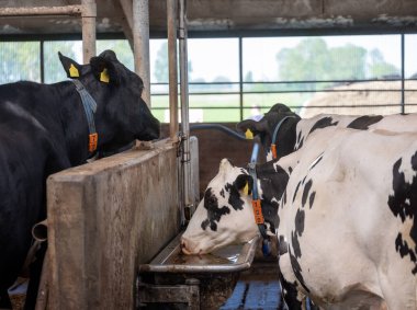 Hollanda 'daki Hollanda çiftliğinde benekli siyah beyaz inekleri olan büyük bir ahır.