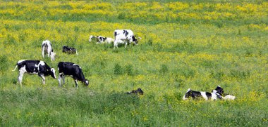 young black and white spotted calves in green summer meadow with yellow buttercups