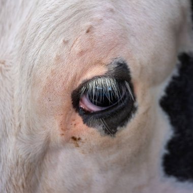 Siyah ve beyaz benekli ineğin beyaz kirpikli gözünün yakın çekimi.