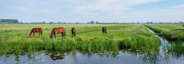 Kahverengi atlar, Holland 'da, mavi gökyüzünün altında, yeşil bahar çayırlarında otlarlar.