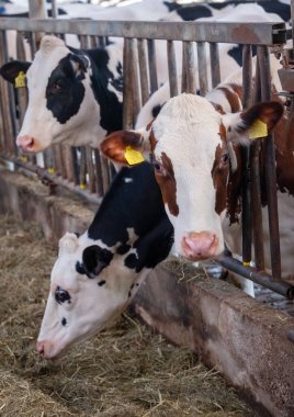 Hollanda 'daki Hollanda çiftliğinde benekli siyah beyaz inekleri olan büyük bir ahır.