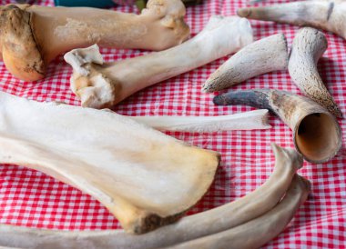 Ölü ineklerin kemikleri ve boynuzları masanın üstünde sergilenir.