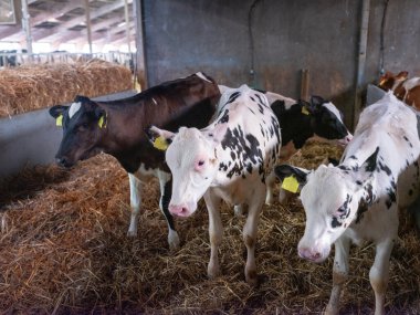 black and white spotted holstein calves stand in straw inside dutch farm in the netherlands