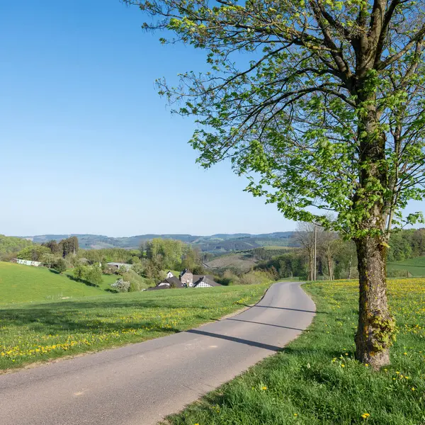 Stock image spring flowers and blooming trees near farm in sunny sauerland countryside landscape in germany