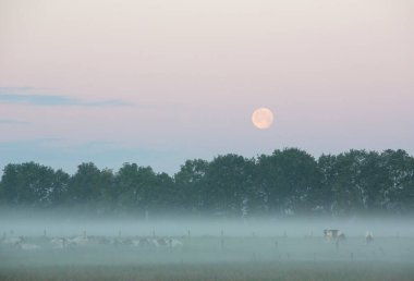 black and white spotted cows under full moon in early morning sunrise mist near vollenhove in overijssel clipart