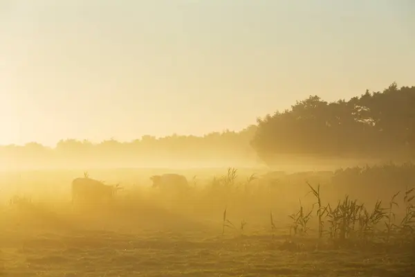 Stock image national park weerribben wieden with cows in foggy early morning meadow during sunrise in dutch province of overijssel