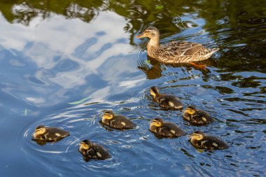 Anne ördek ve yedi ördek Hollanda 'daki Hollanda kanalında yüzüyorlar.