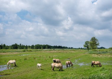 Hollanda 'daki Weerribben Wieden Ulusal Parkı yeşil manzaralı bej fiyort atları.