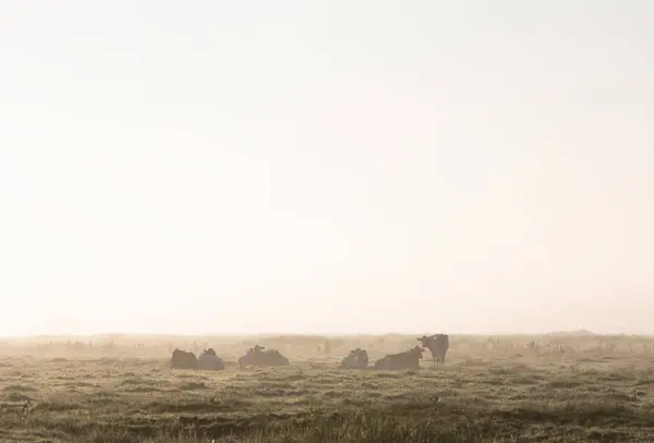 Stock image national park weerribben wieden with cows in foggy early morning meadow during sunrise in dutch province of overijssel