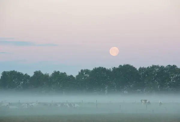 stock image black and white spotted cows under full moon in early morning sunrise mist near vollenhove in overijssel