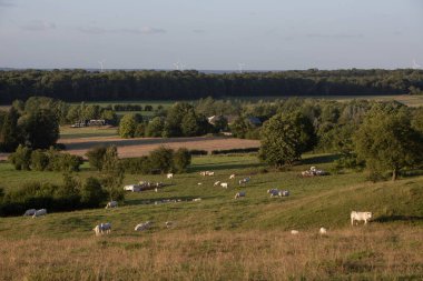 Vadiler, ağaçlar ve tarlalar beyaz ineklerle kırsal alanda gün batımında Fransız ardenleri