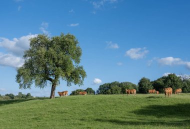 Fransız yazında Champagen Ardennes 'in yeşil kırsalında kahverengi limuzin inekleri sürüsü
