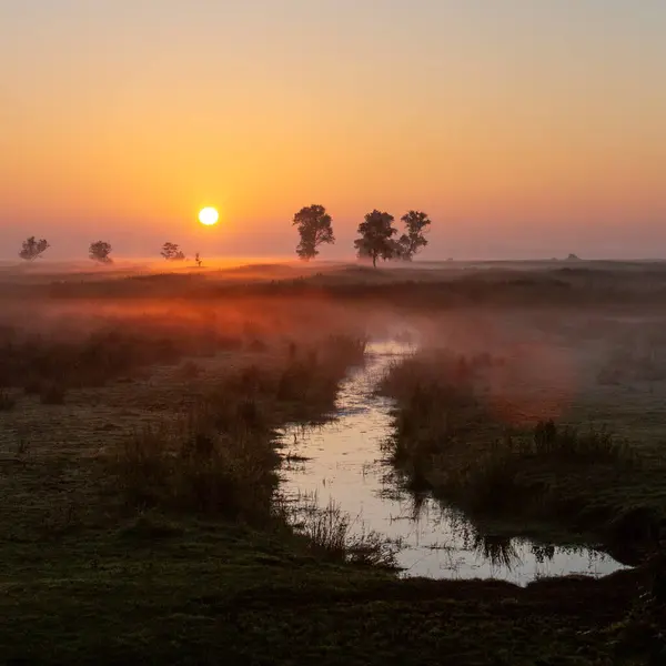 stock image colorful sunrise over grass land in national park weerribben wieden near Giethoorn in dutch province of overijssel