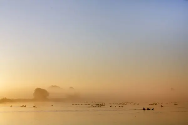 stock image wild geese during misty sunrise in national park weerribben wieden near giethoorn in dutch province of overijssel in the netherlands