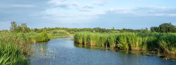 stock image canal through reed landscape of national park weerribben wieden in dutch province of overijssel