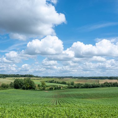 Fransız şampanyasının kırsal kesimindeki mısır tarlasında mavi gökyüzü ve bulutlar.